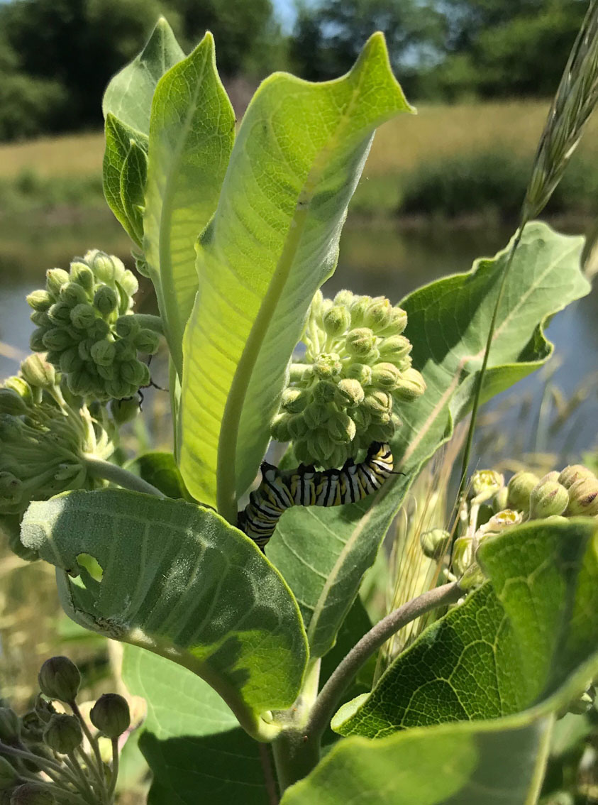 Farmers for Monarchs Awarded for Global Sustainability Leadership