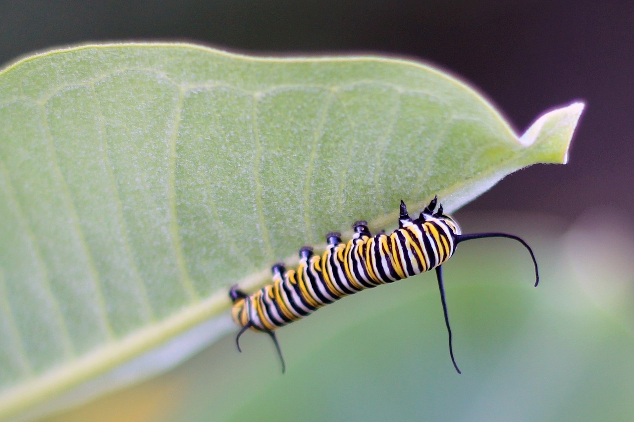 Don’t let Milkweed Myths keep you from Supporting Monarch Habitat