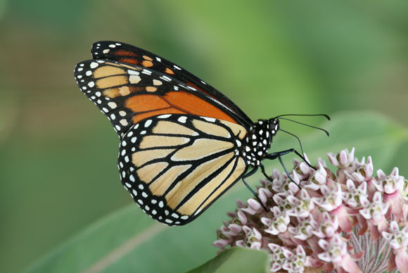 Farmers for Monarchs