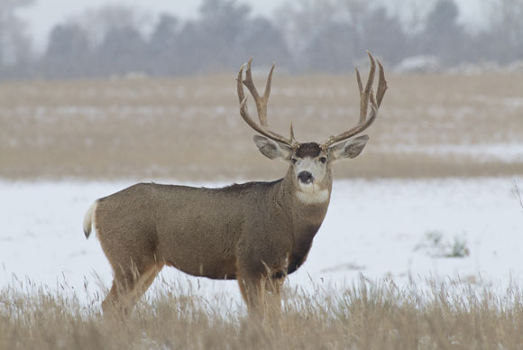 Mule Deer